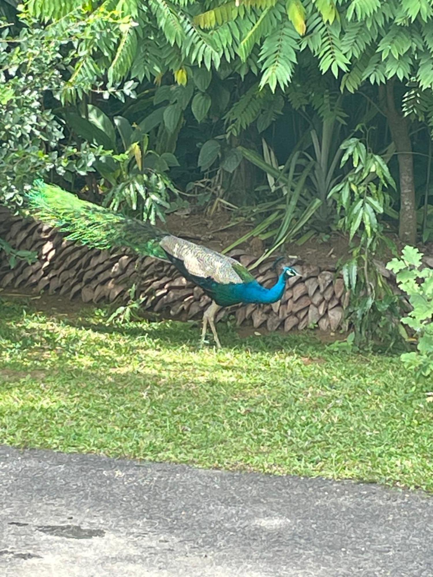 Surveyor'S Residence Bungalow Kandy Luaran gambar